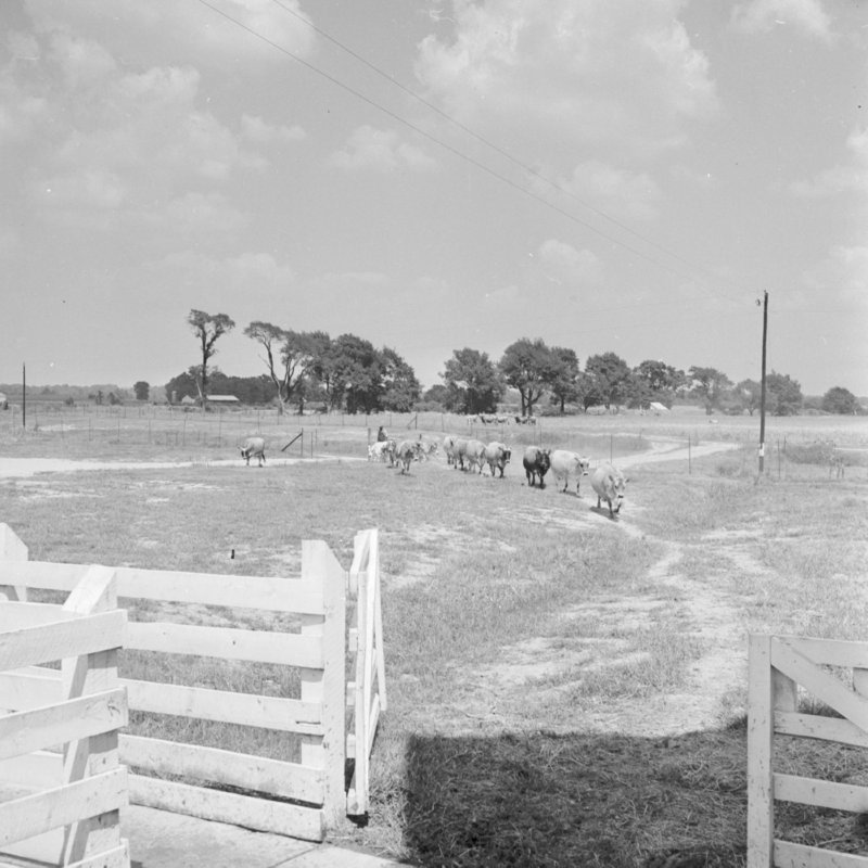 012_Get in line. (1951).jpg